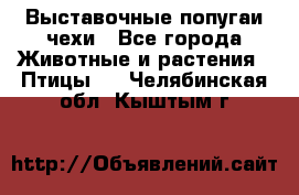 Выставочные попугаи чехи - Все города Животные и растения » Птицы   . Челябинская обл.,Кыштым г.